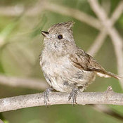 Oak Titmouse